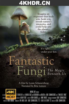 神奇的真菌 Fantastic.Fungi.2019.2160p.WEB-DL.x265.10bit.SDR.DD5.1-FLUX