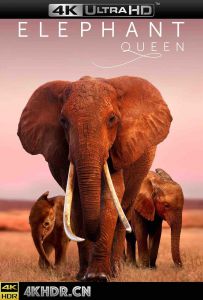 大象女王 The.Elephant.Queen.2019.HDR.2160p.WEB.h265-NiXON